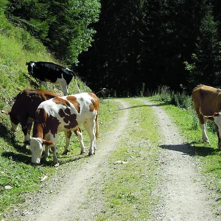 Hoechhaeusl דירה *